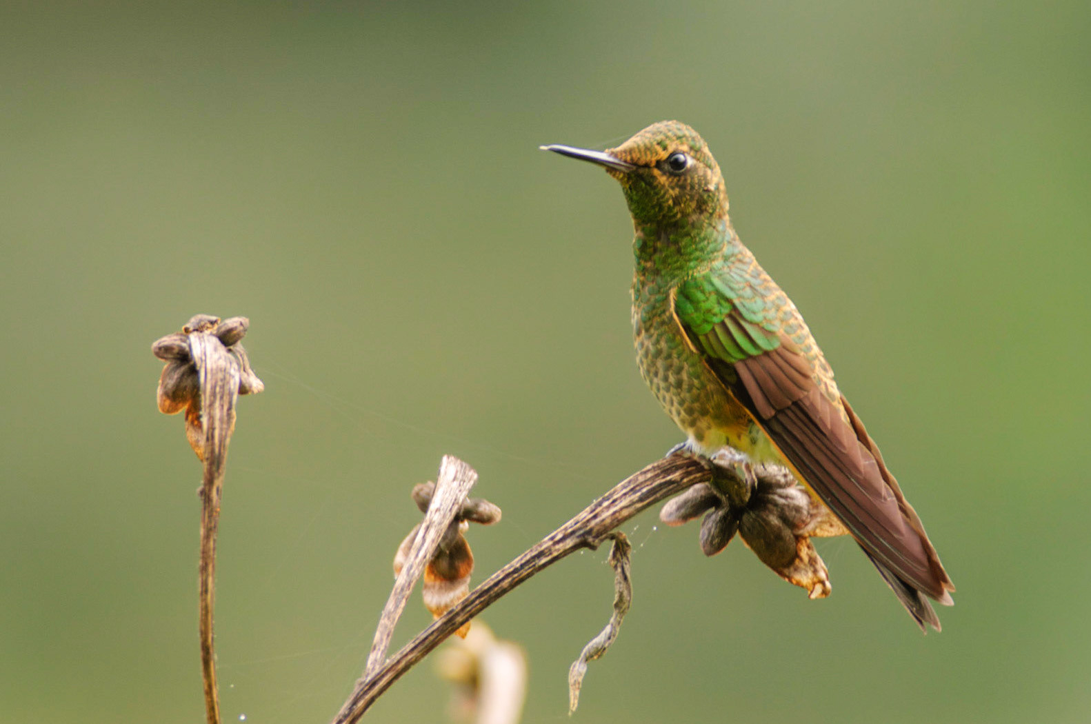Fawn-breasted Brilliant Hummingbird, Heliodoxa rubinoides. Also called Lilac-throated Brilliant