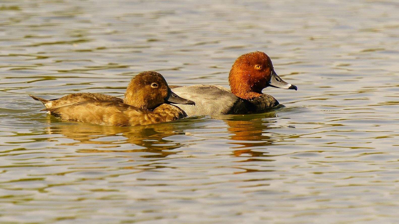Redhead, Aythya americana