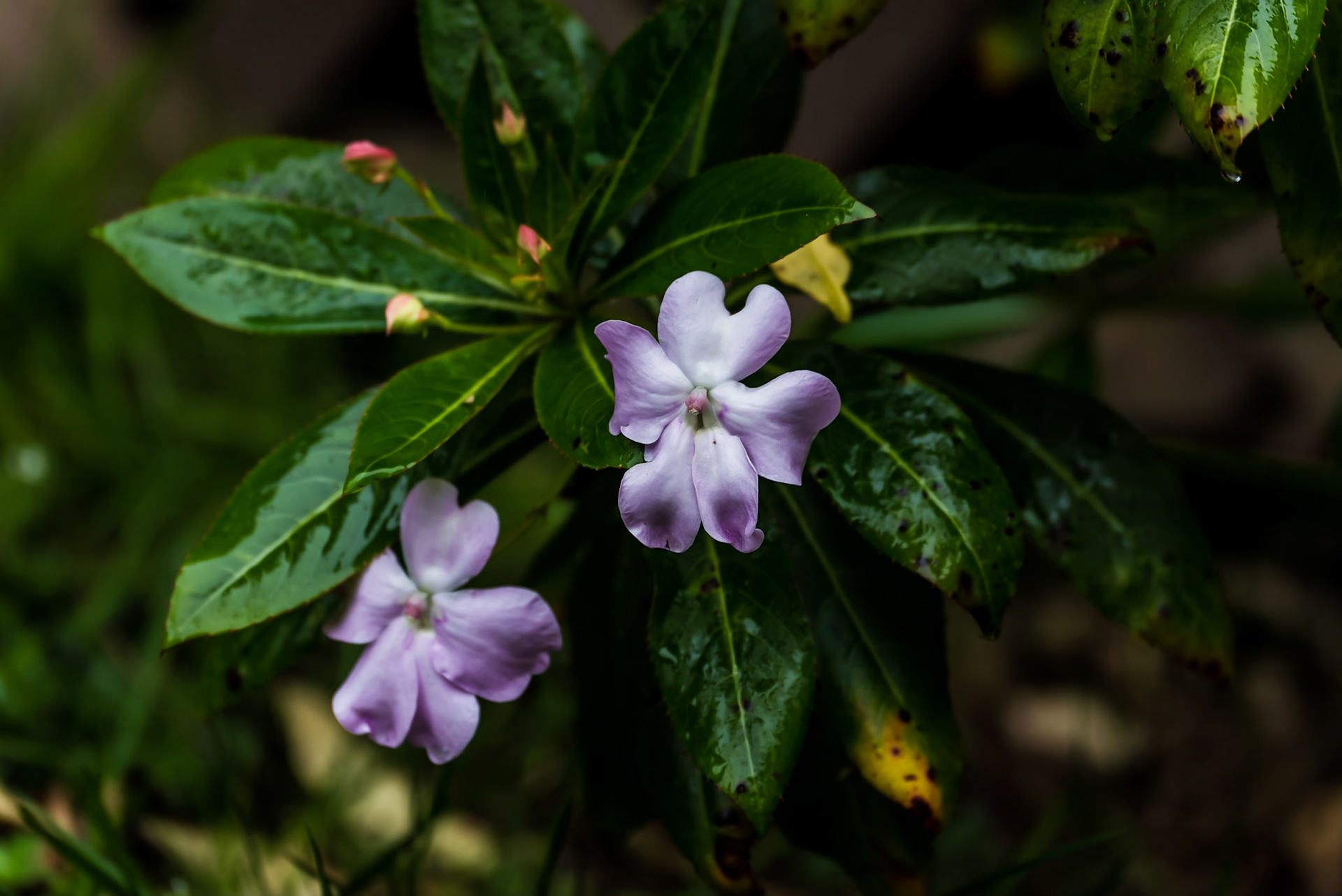 Shrub Balsam, Impatiens sodenii