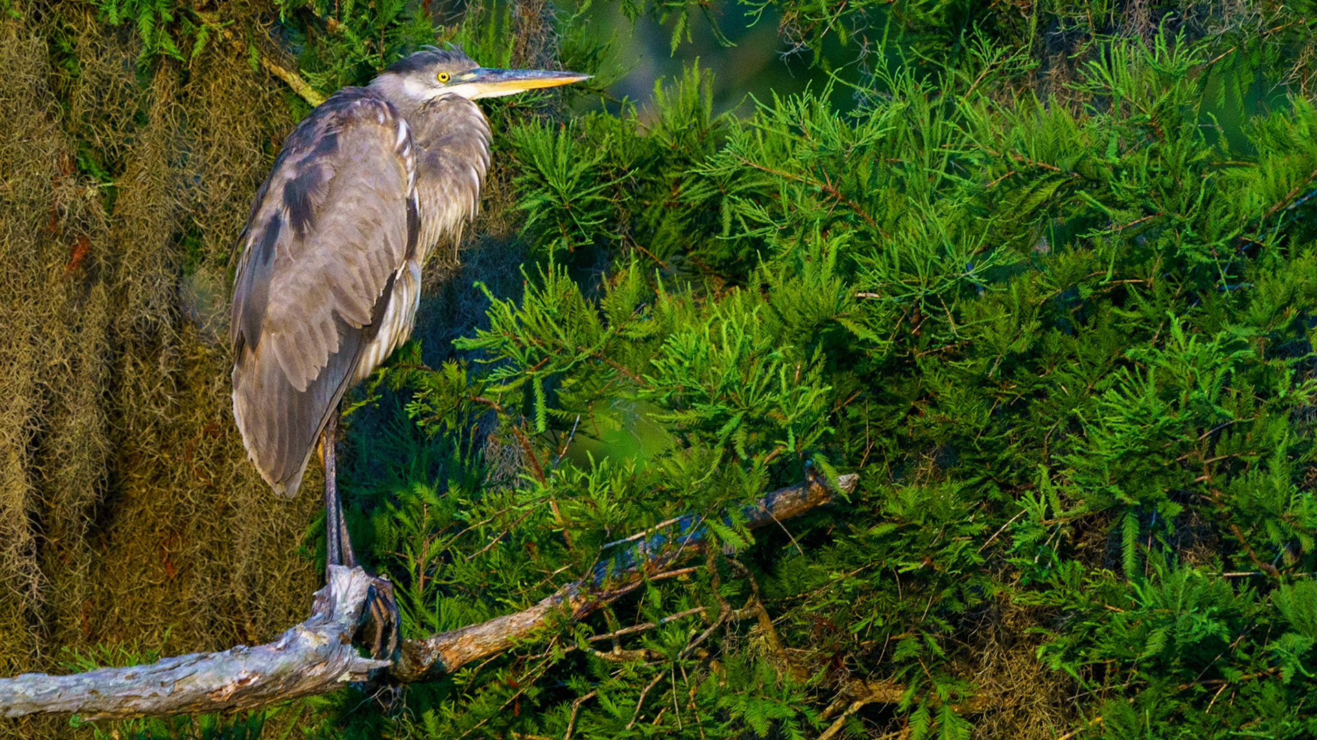 Great Blue Heron, Ardea herodias