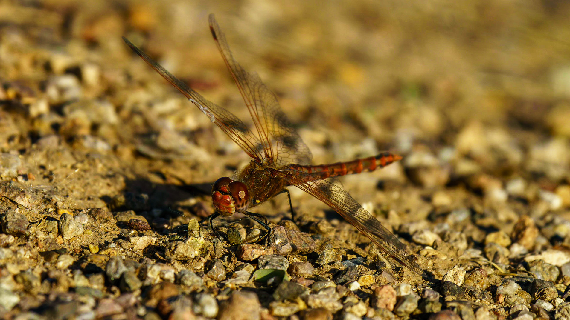 Variegated Meadowhawk, Sympetrum corruptum