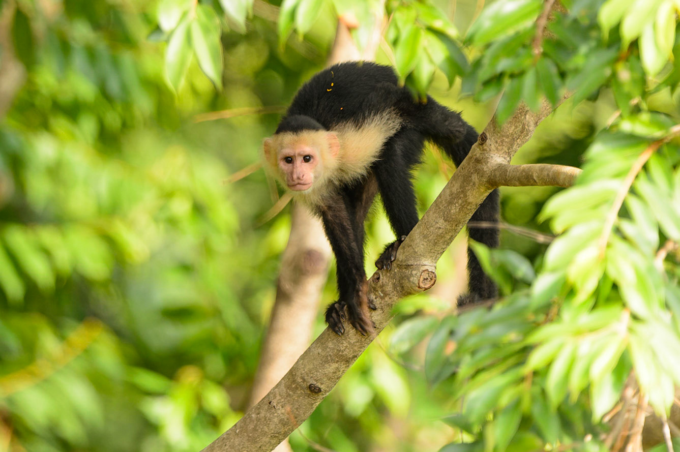 Panamanian white-faced capuchin, Cebus imitator