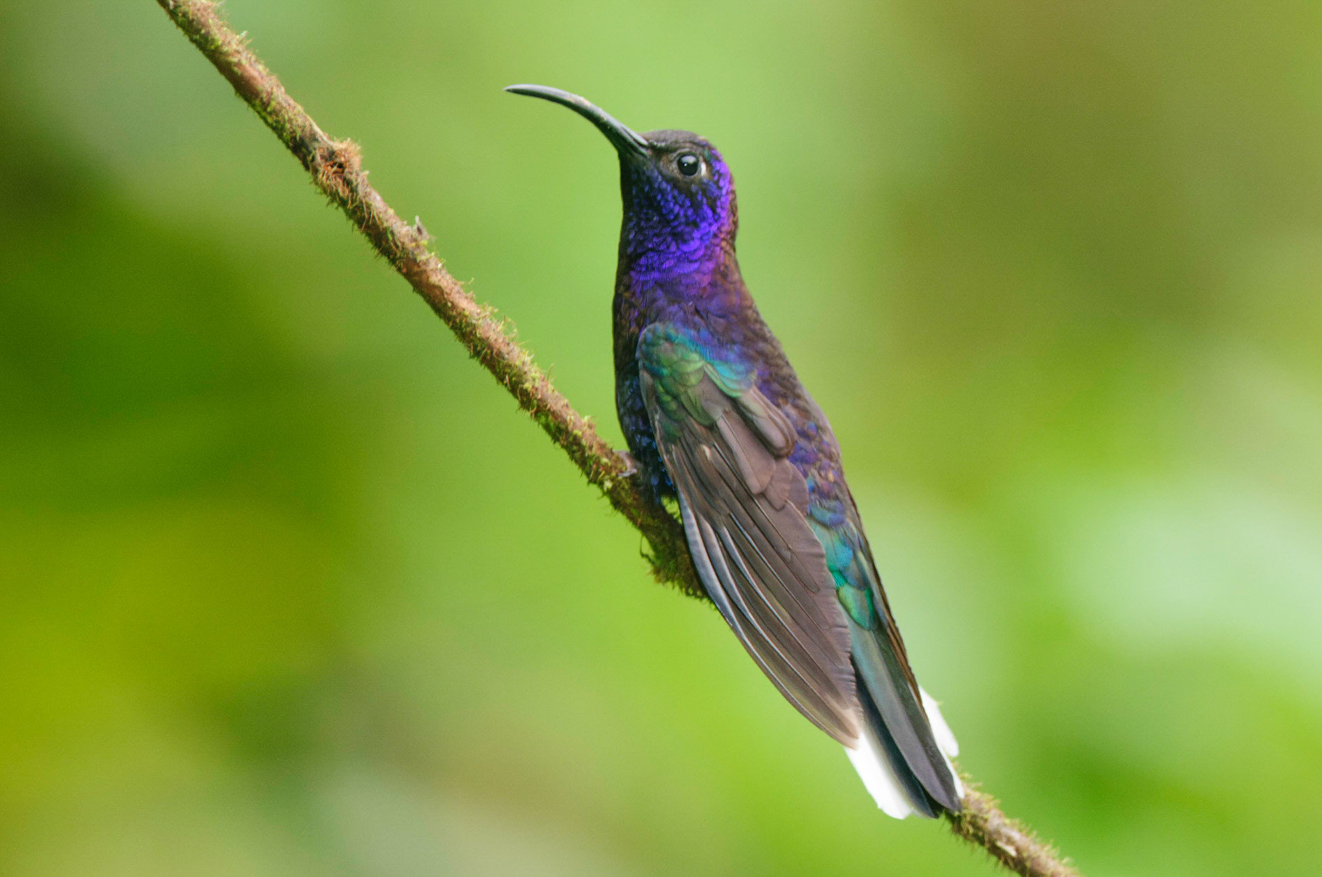 Violet Sabrewing, Campylopterus hemileucurus
