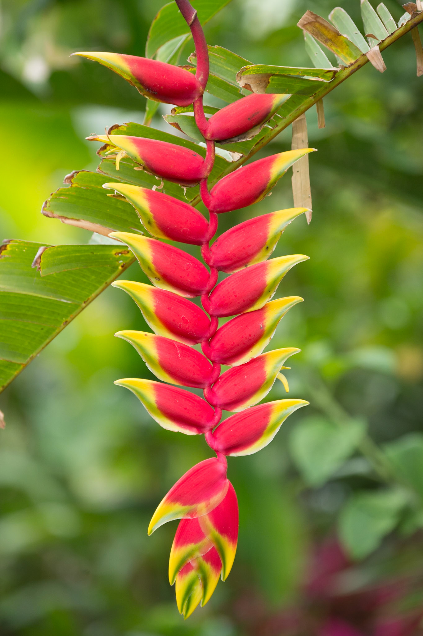 Hanging Lobster Claw Heliconia, Heliconia rostrata