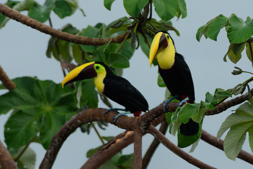 Chestnut-mandibled Toucan, Ramphastos swainsonii