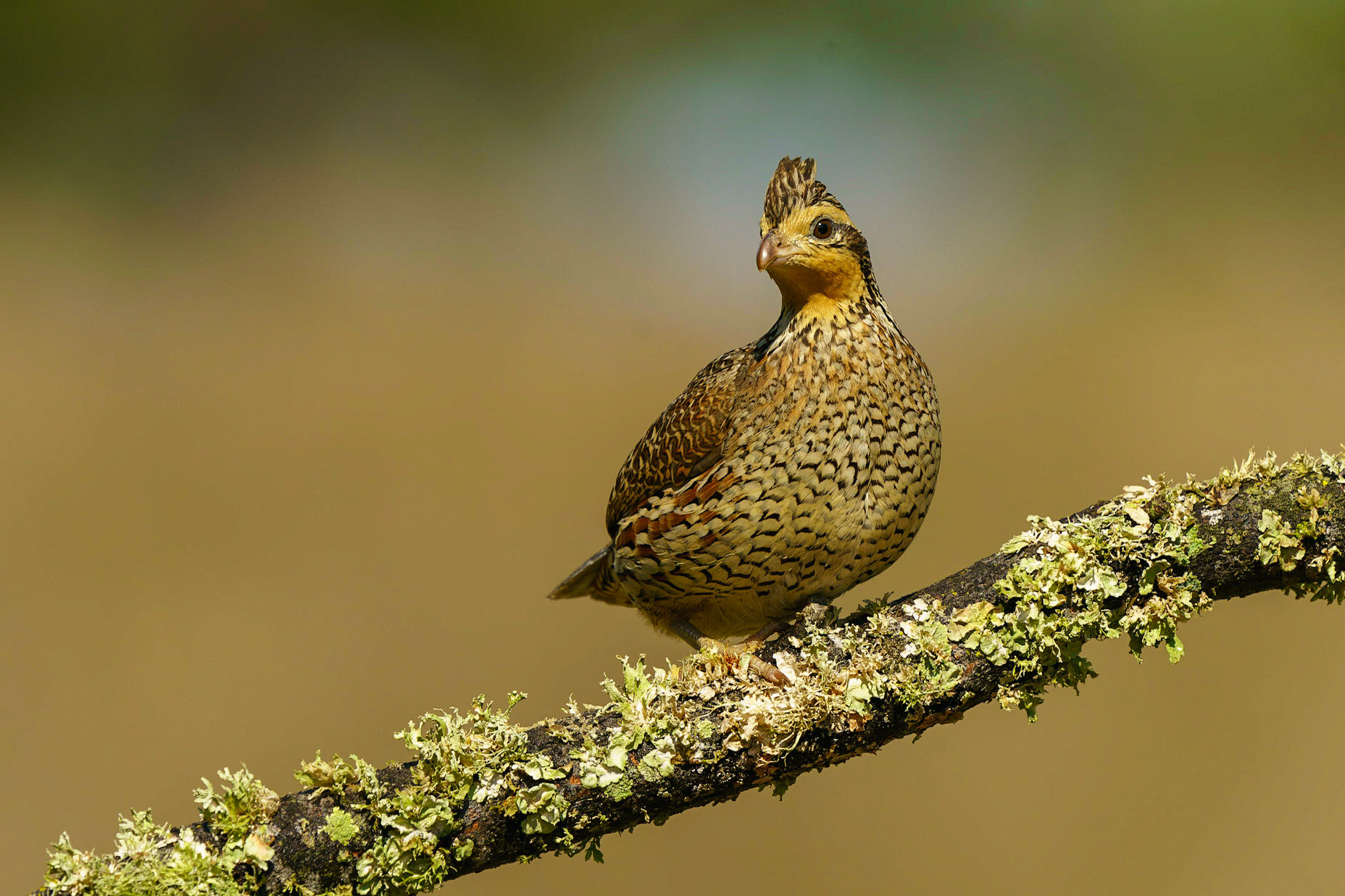 Northern Bobwhite, Colinus virginianus