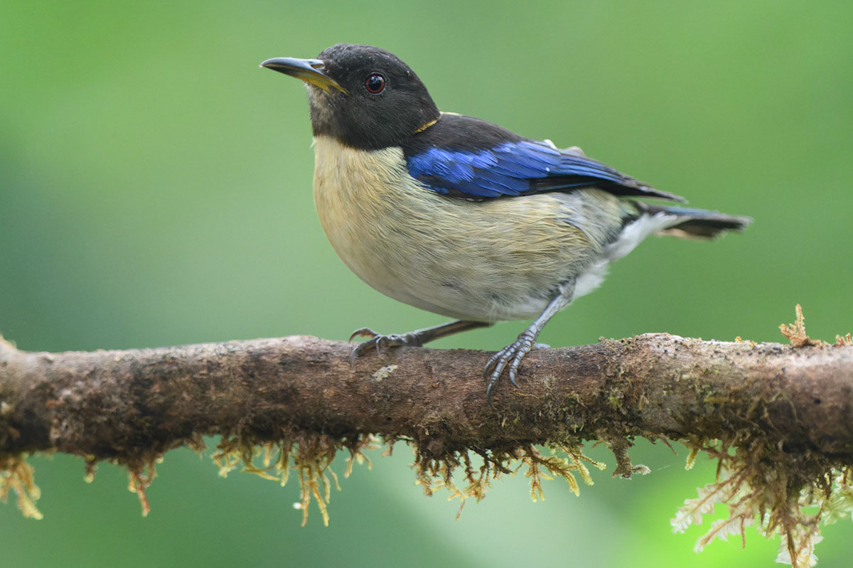 Golden-collared Honeycreeper, Iridophanes pulcherrimus