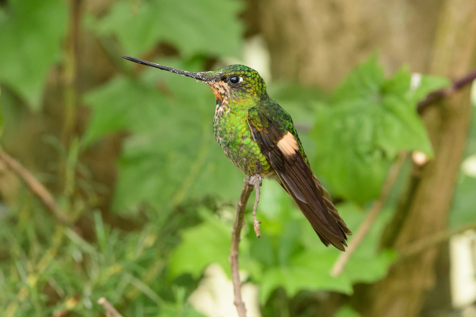 Buff-winged Starfrontlet, Coeligena lutetiae