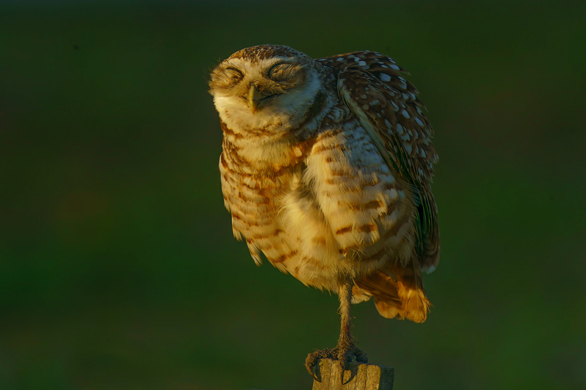 Burrowing OwlAthene cunicularia