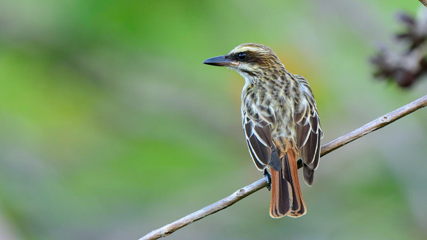 Streaked Flycatcher, Myiodynastes maculatus