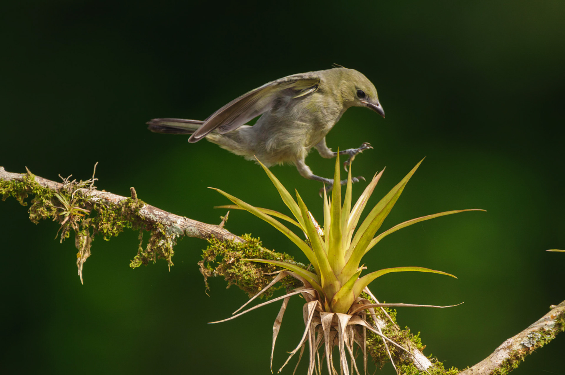 Palm Tanager, Thraupis palmarum