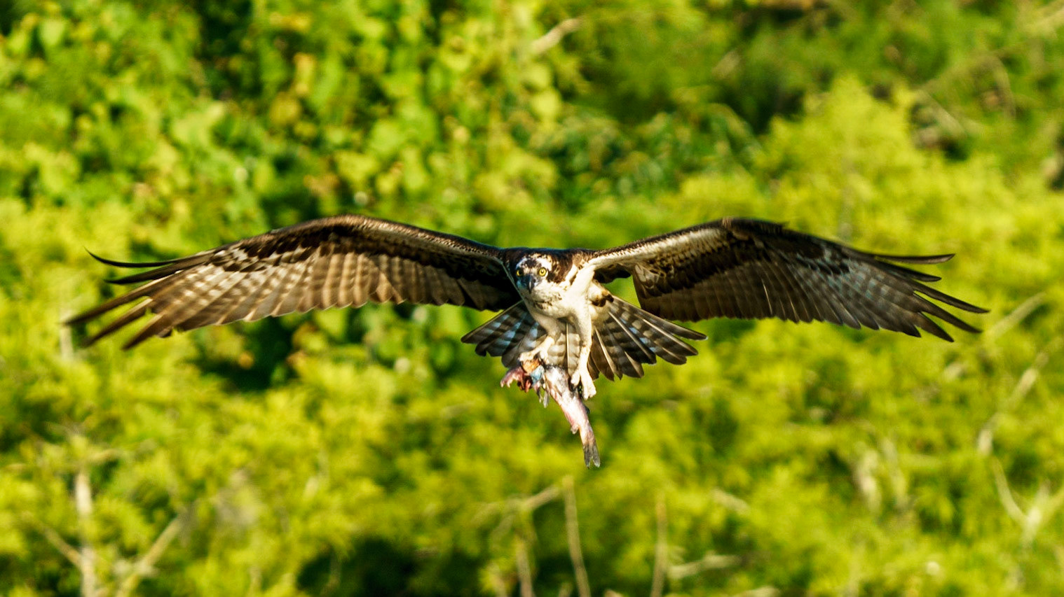 Osprey, Pandion haliaetus