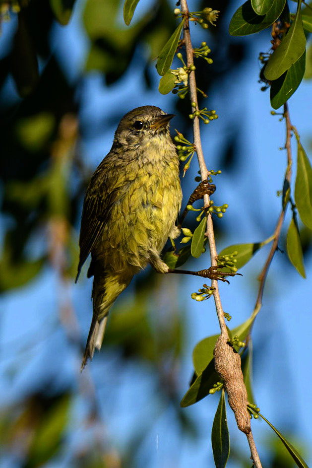 Orange-crowned Warbler, Leiothlypis celata