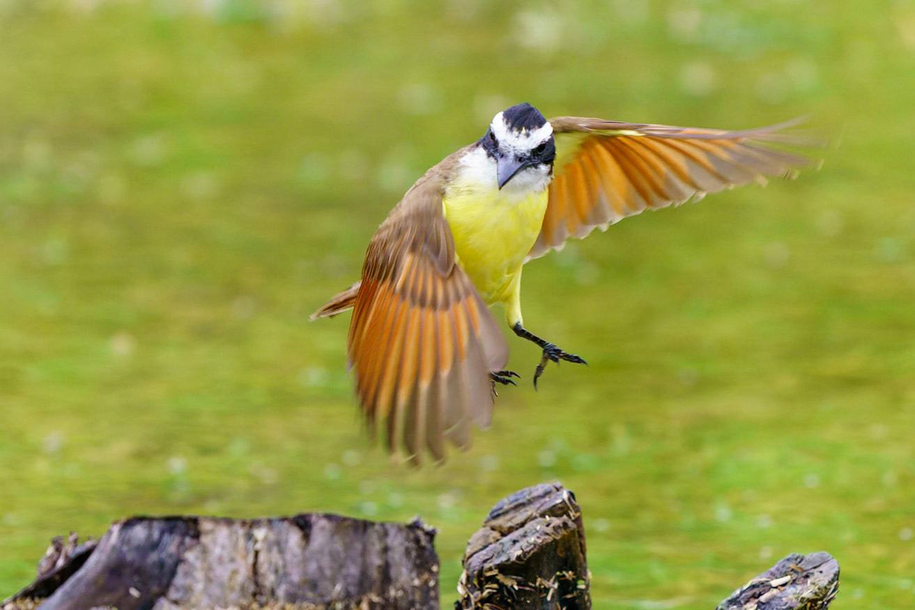 Great Kiskadee, Pitangus sulphuratus