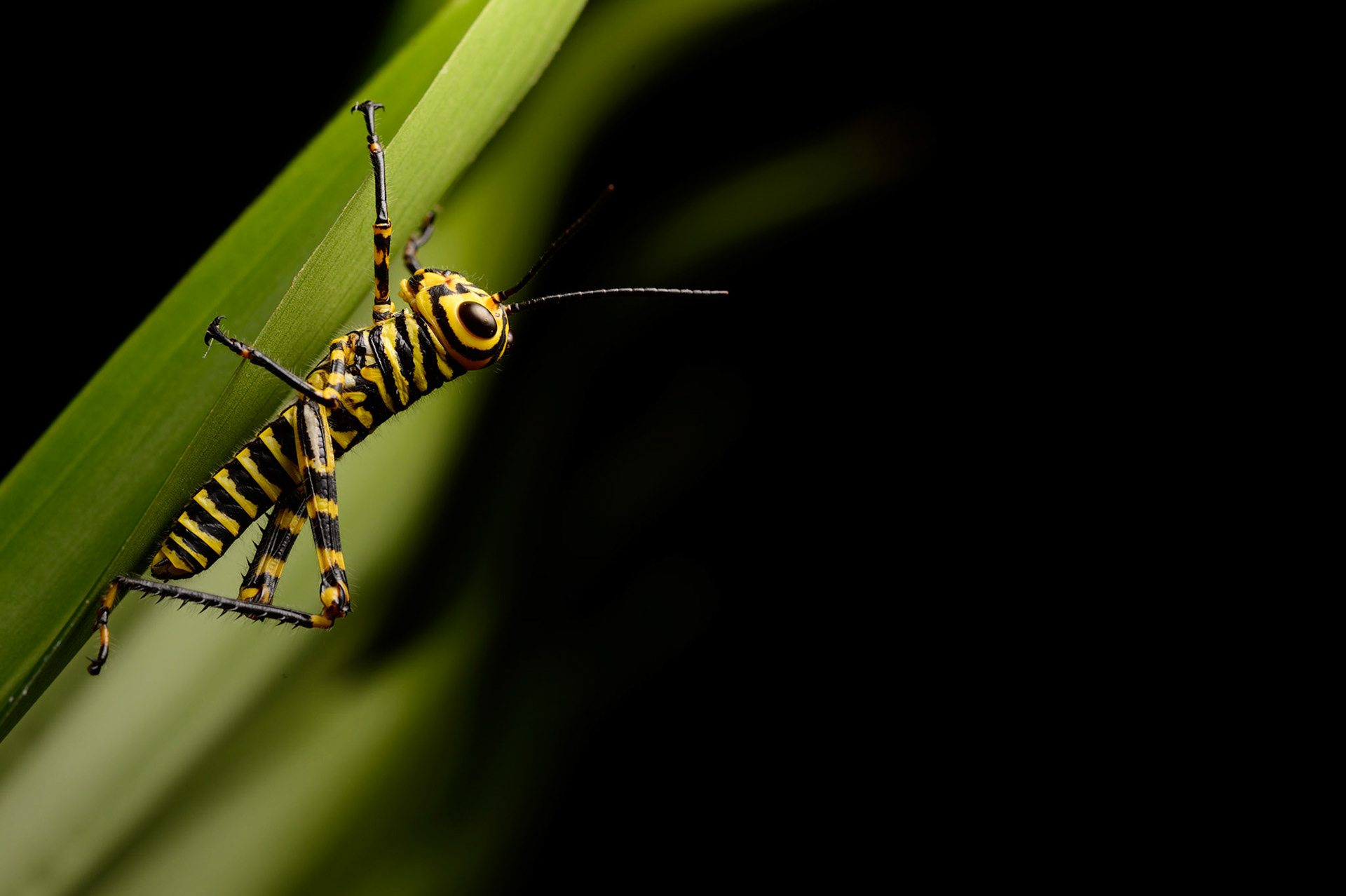 Giant Red-winged Grasshopper, tropidacris cristata dux