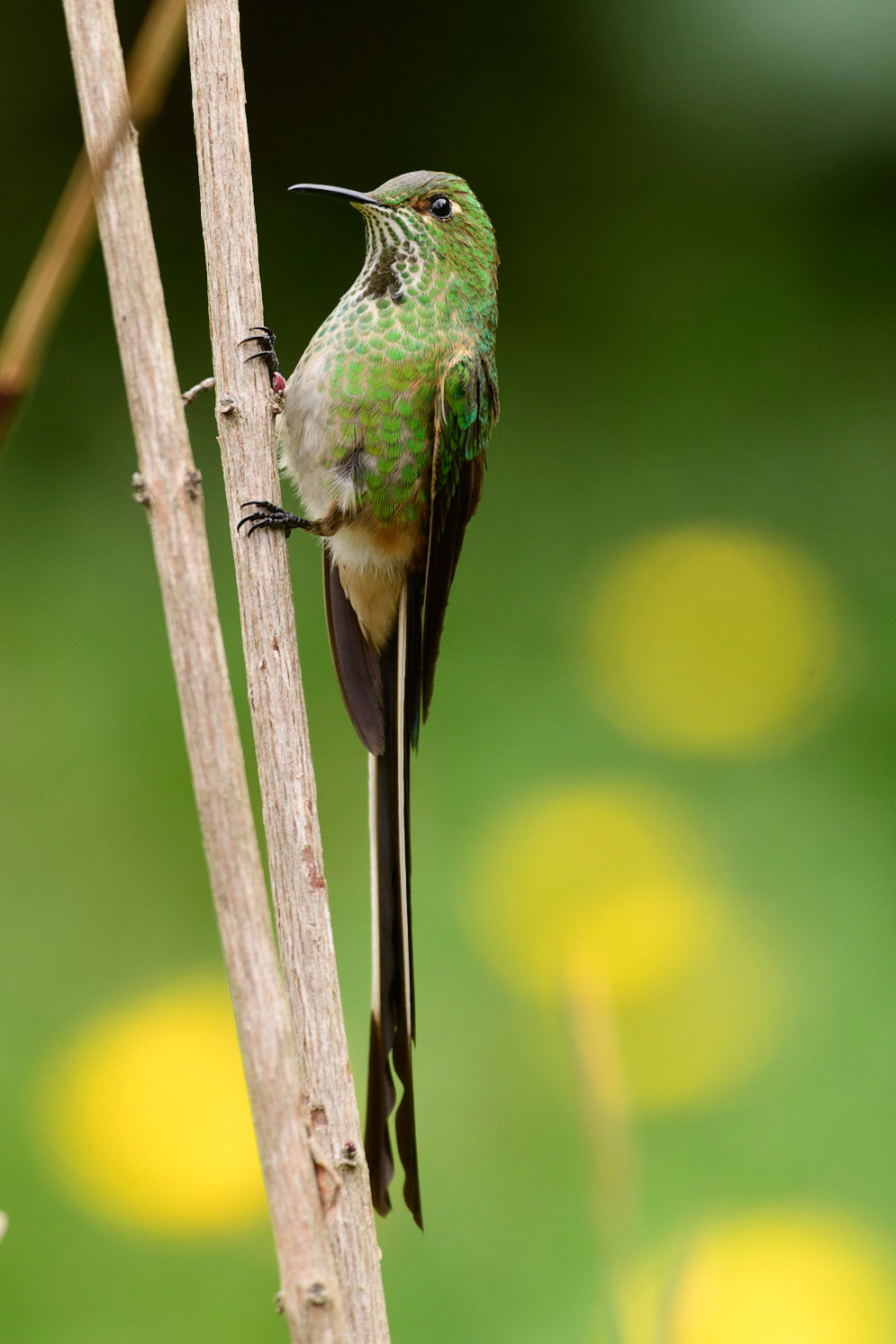 Green-tailed Trainbearer, Lesbia nuna