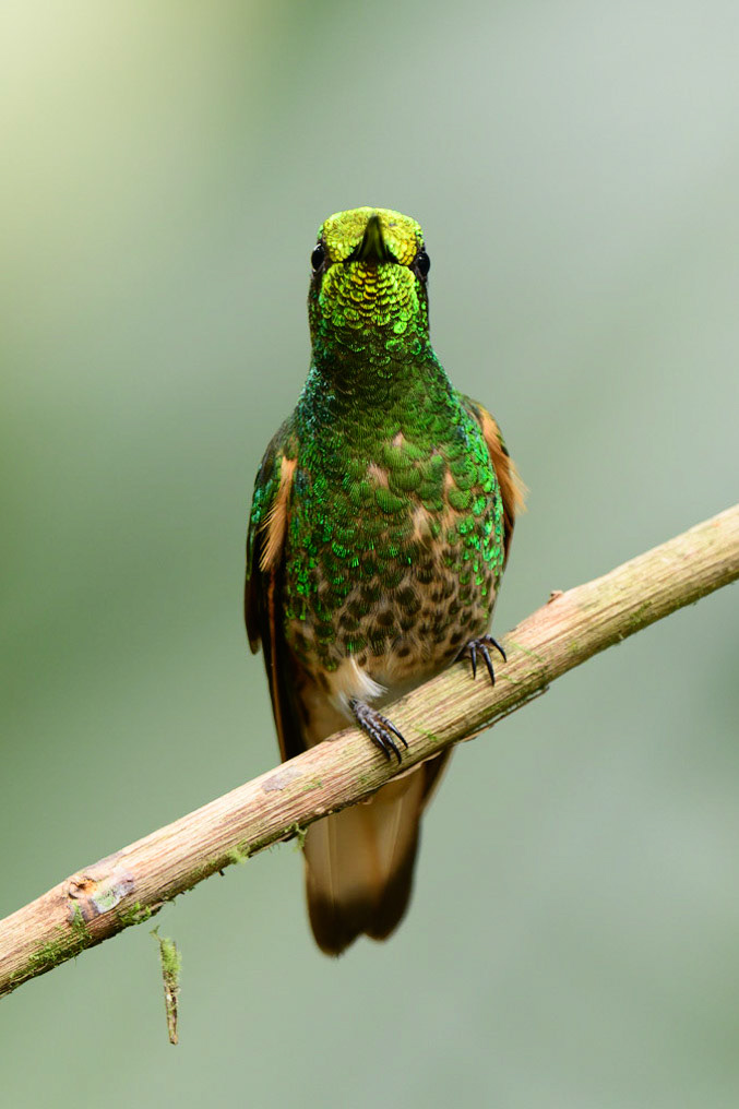 Buff-tailed Coronet, Boissonneaua flavescens