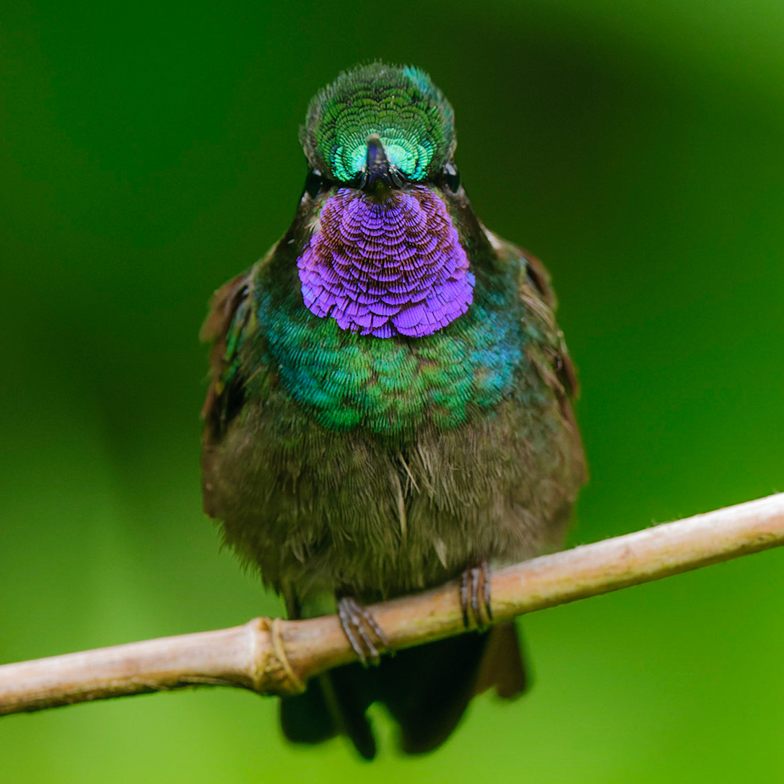 Purple-throated Mountain-gem,  Lampornis calolaema