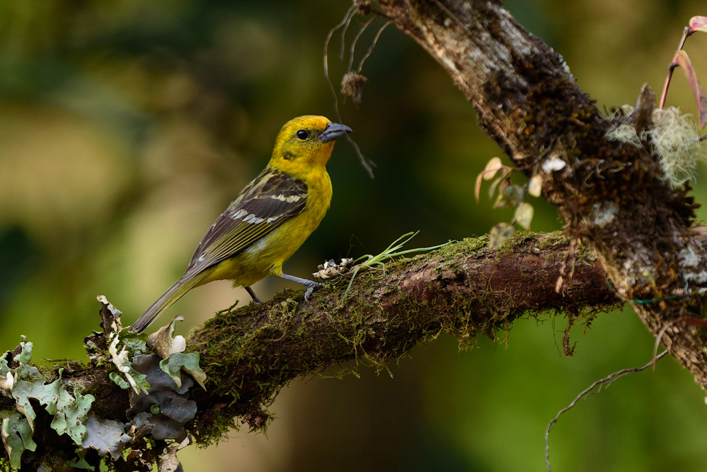Female Flame-colored TanagerPiranga bidentata