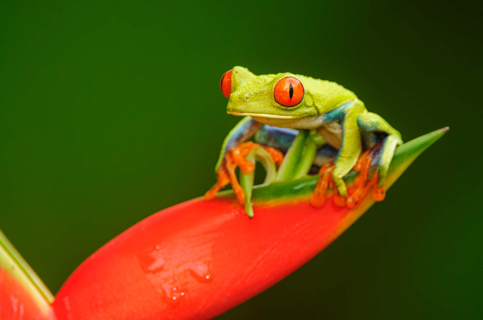 Red-eyed Treefrog, Agalychnis callidryas. Heliconia orthotricha cv. Imperial