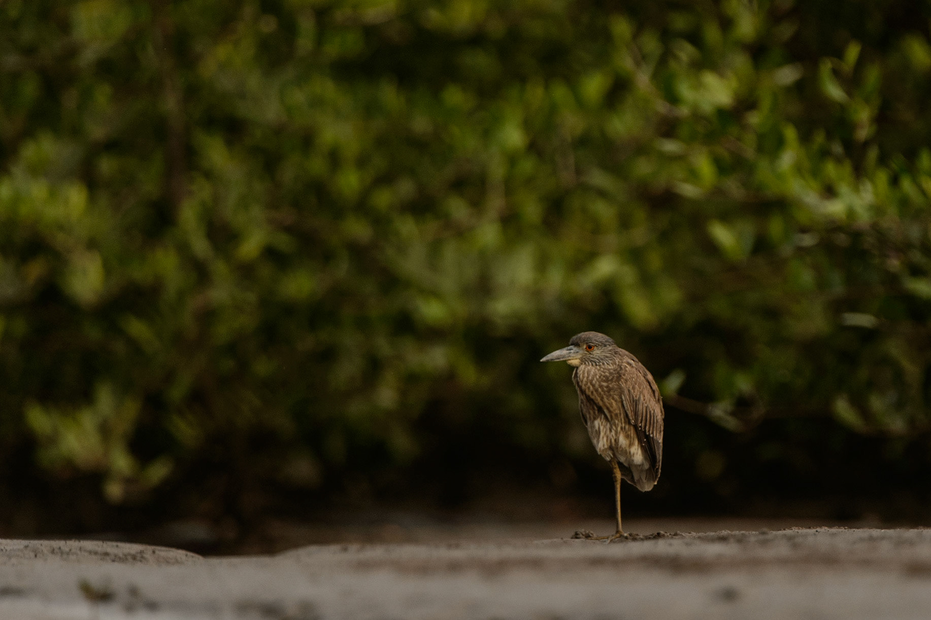 Yellow-crowned Night-Heron, Nyctanassa violacea