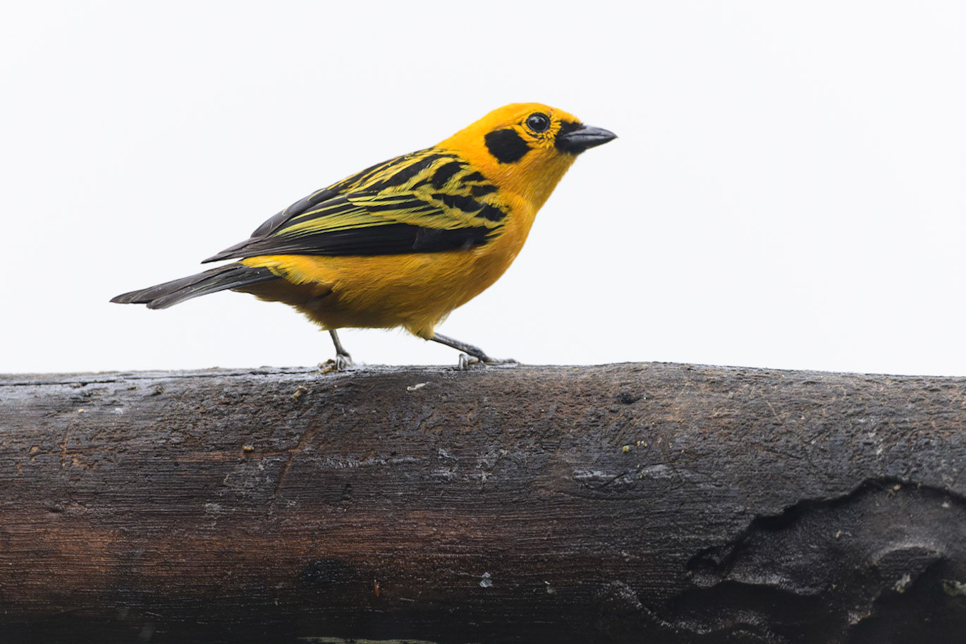 Golden Tanager, Tangara arthus