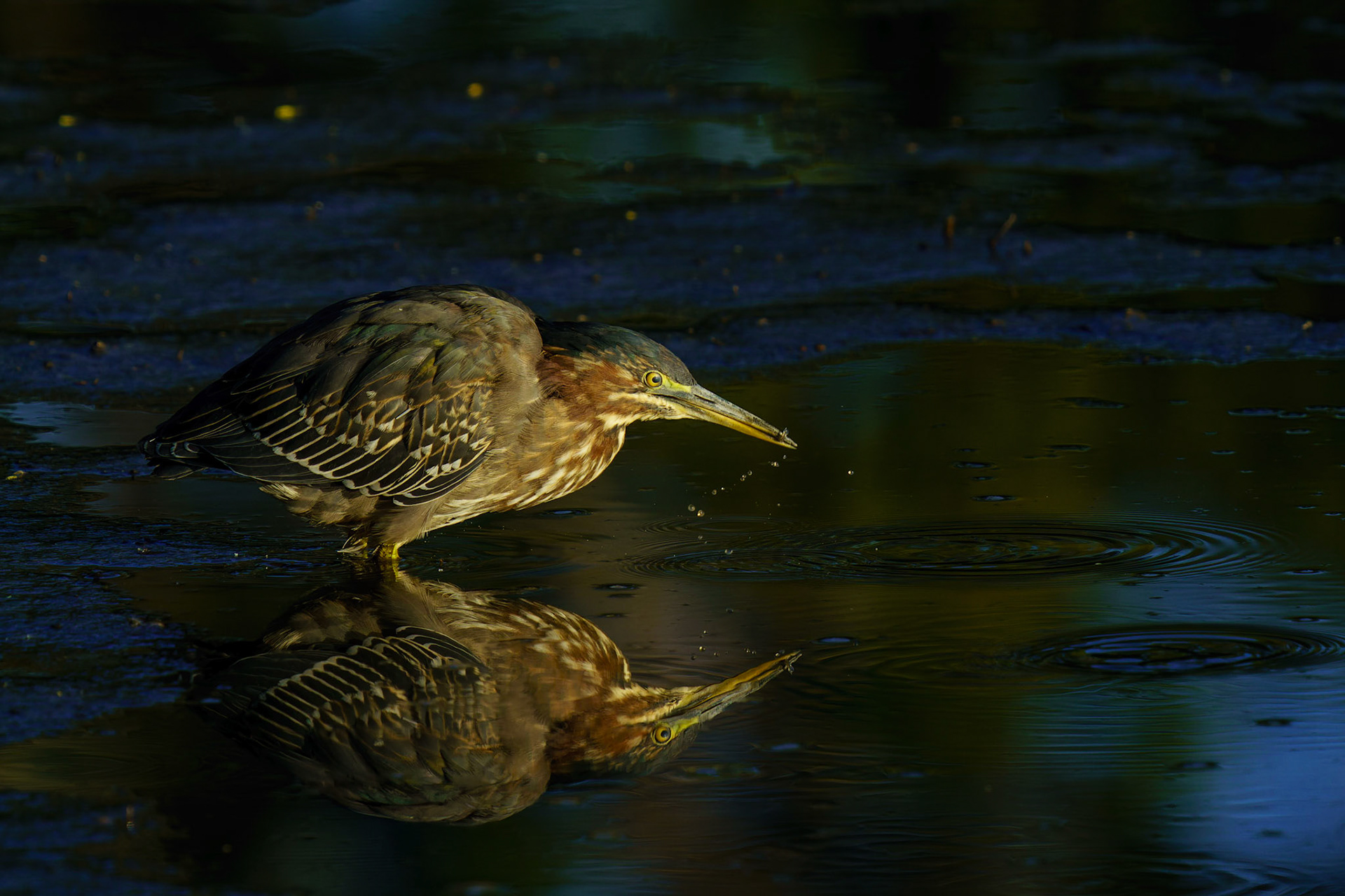 Green Heron, Butorides virescens