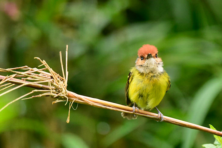 Rufous-crowned Tody-Flycatcher, Poecilotriccus ruficeps