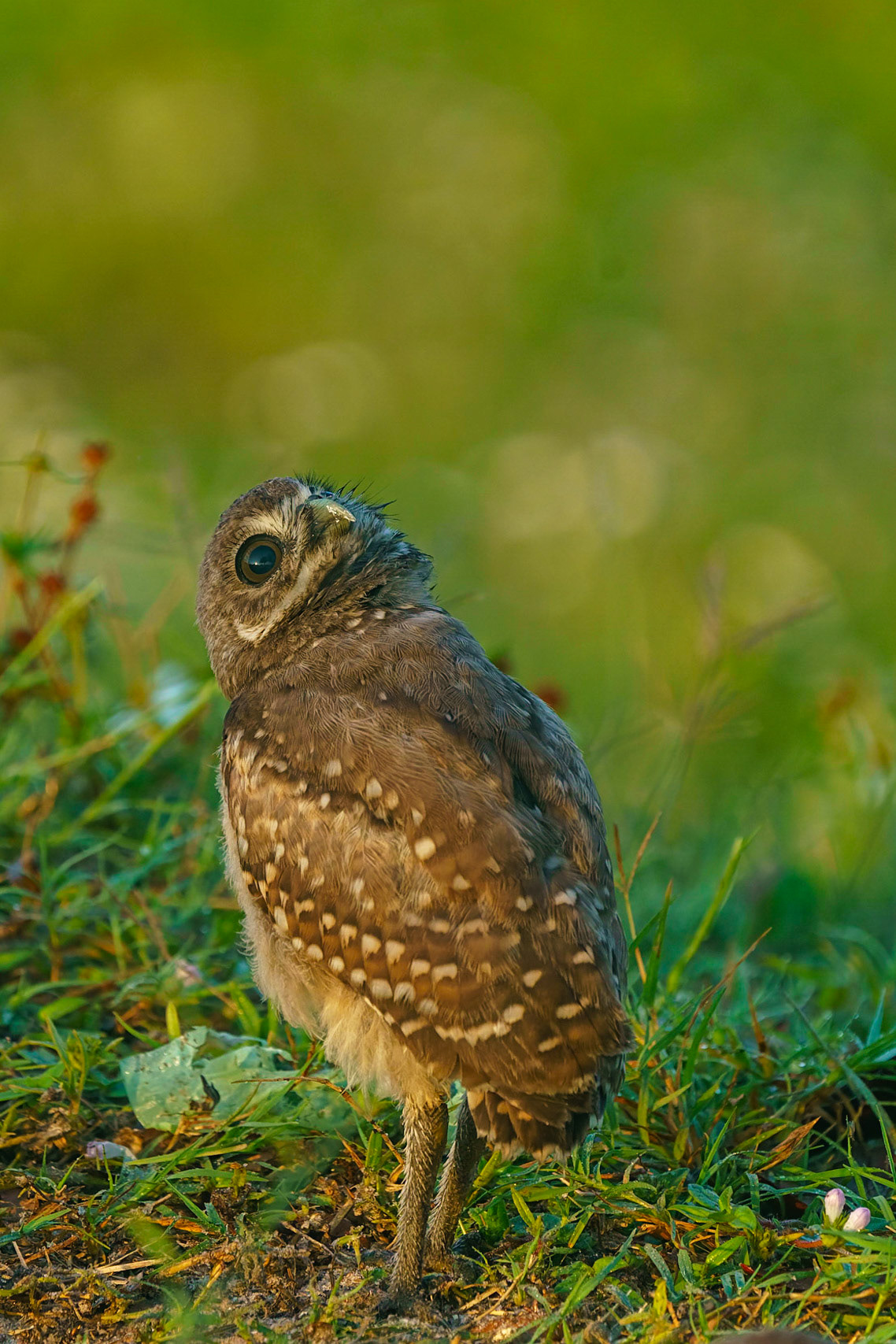 Burrowing Owl, Athene cunicularia