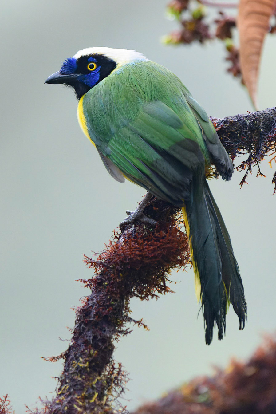 Inca  Jay, Cyanocorax yncas