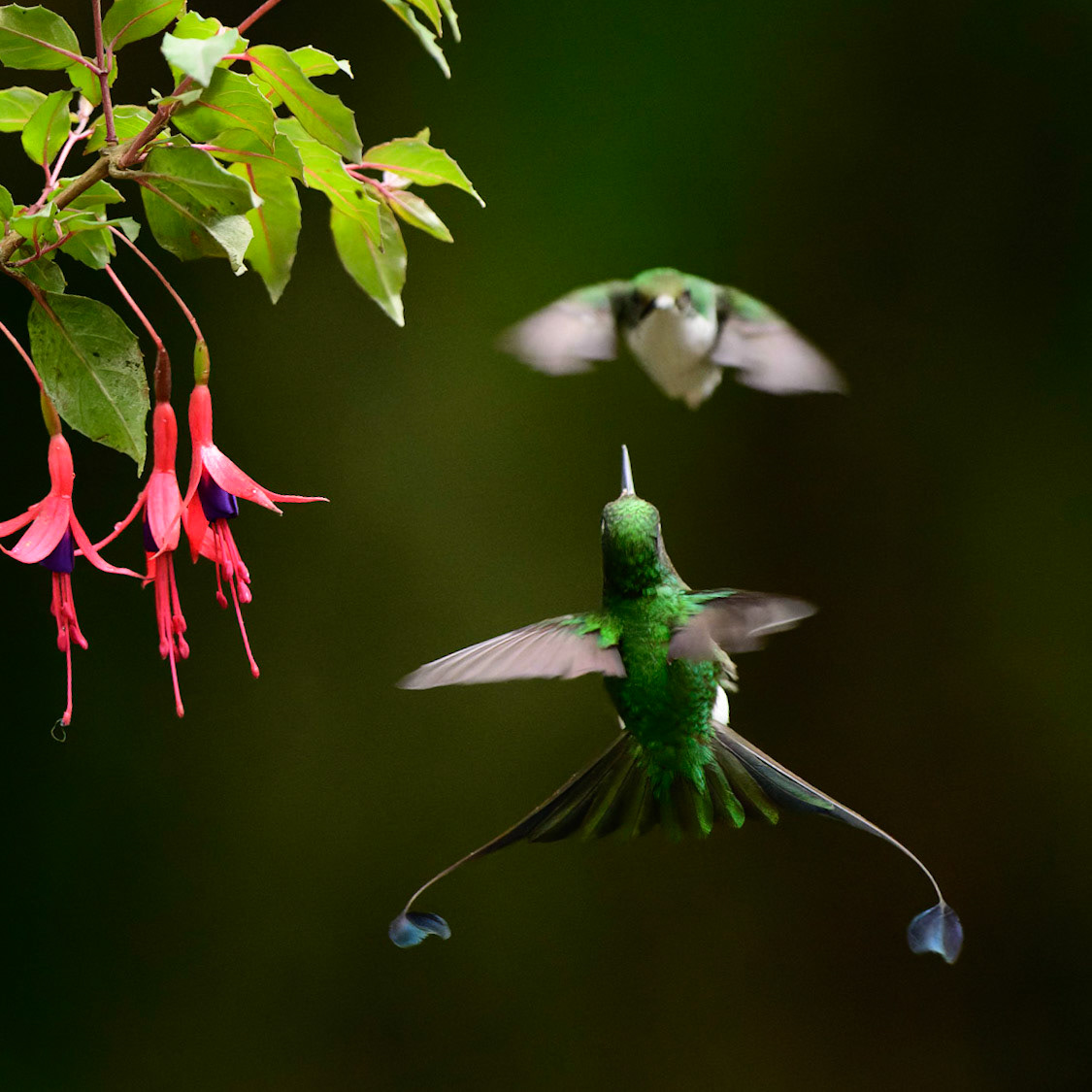White-booted Racket-tail, Ocreatus underwoodii