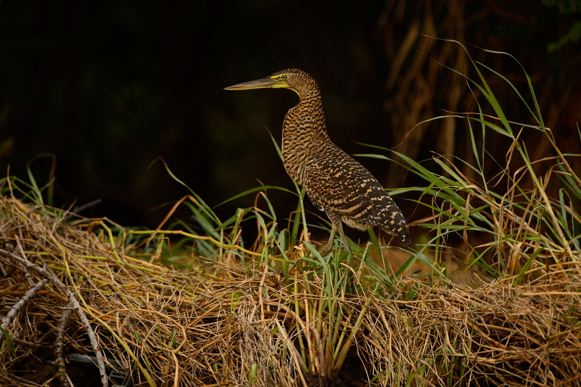 Bare-throated Tiger Heron, Tigrisoma mexicanum