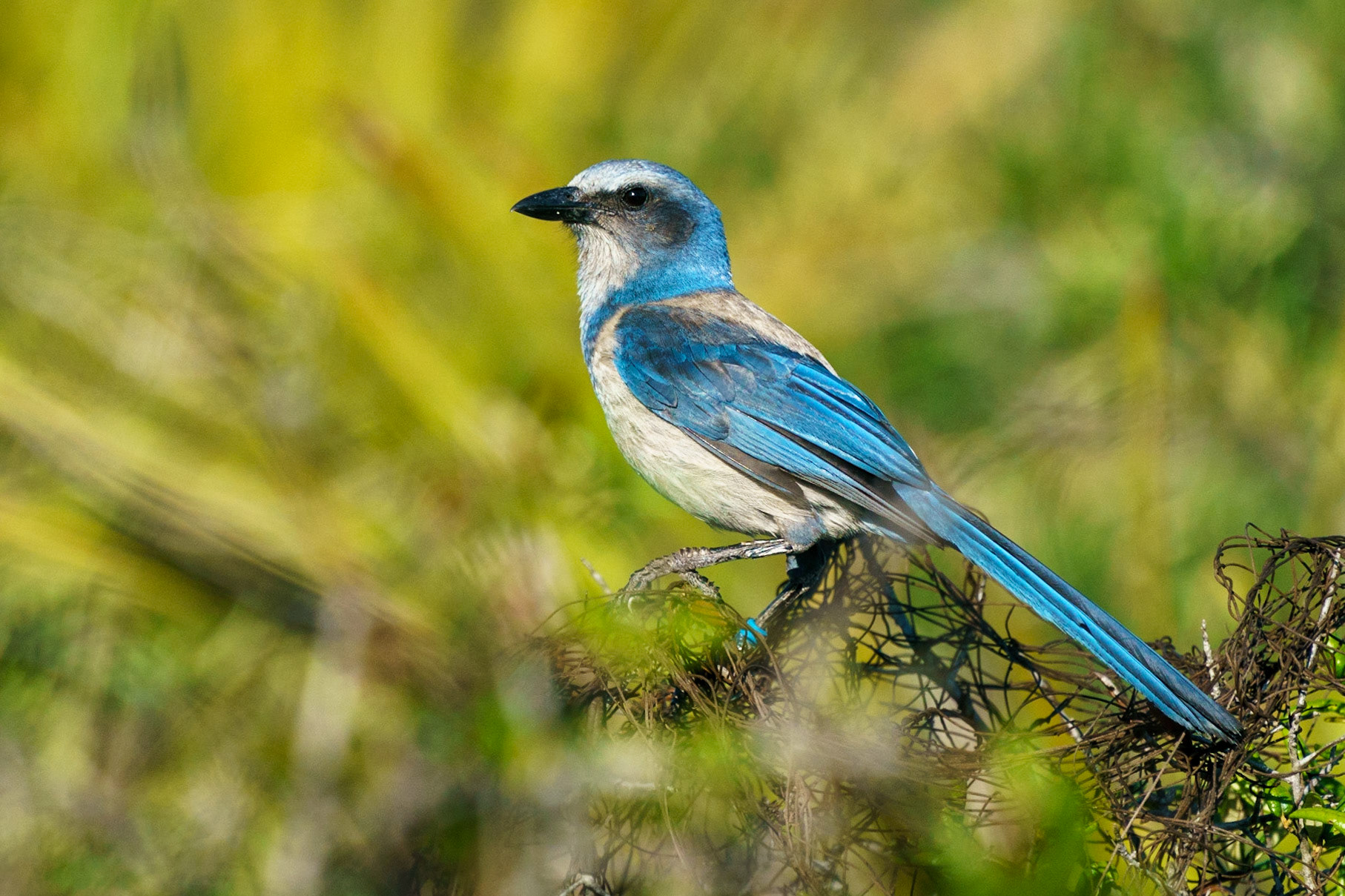 Florida Scrub-Jay, Aphelocoma coerulescens