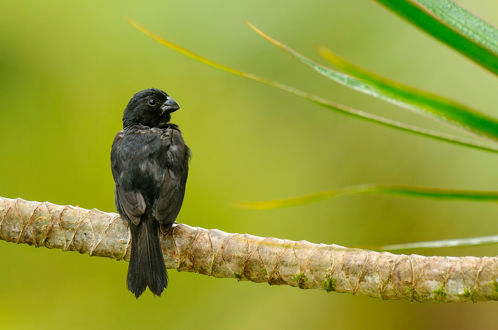 Variable Seedeater, Sporophila corvina