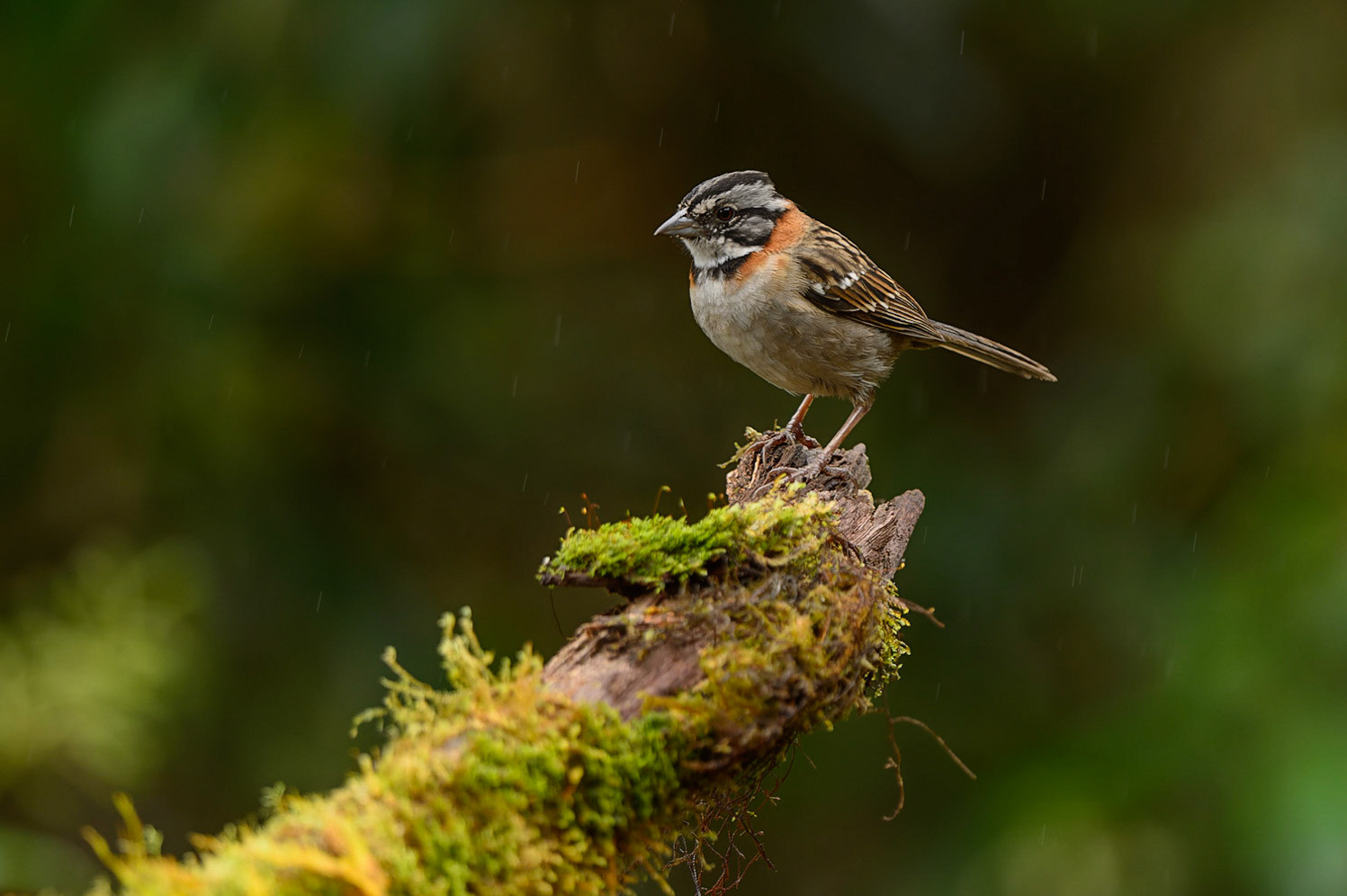 Rufous-collared SparrowZonotrichia capensis