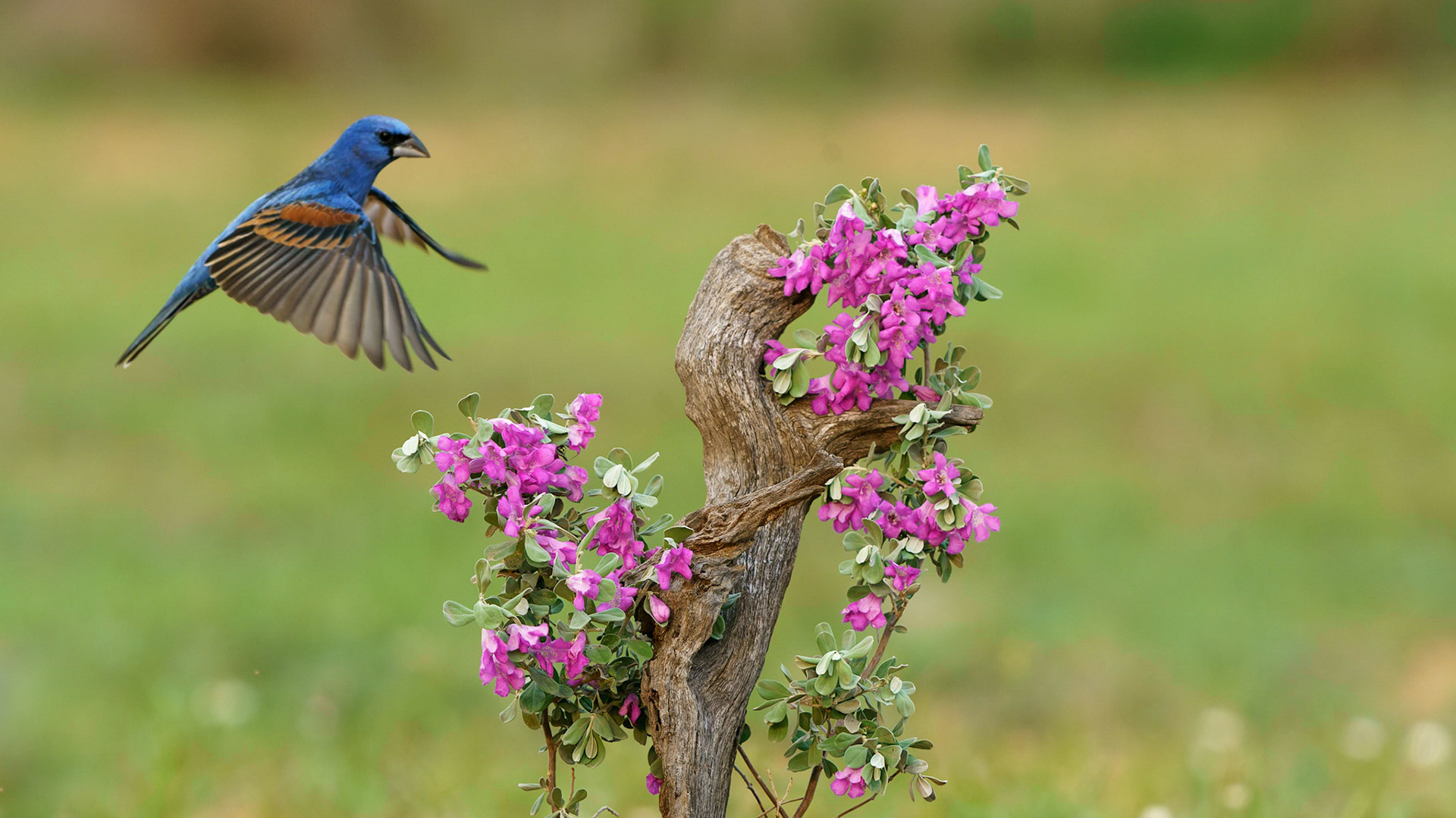 Blue Grosbeak, Passerina caerulea