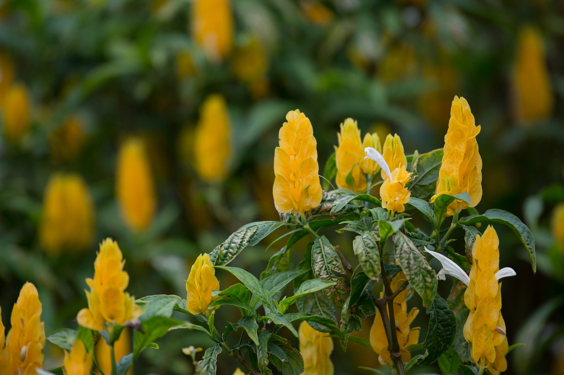 Golden Shrimp Plant, Pachystachys lutea