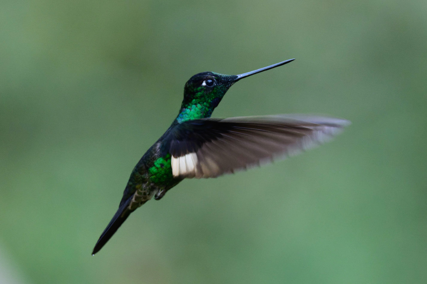 Buff-winged Starfrontlet, Coeligena lutetiae