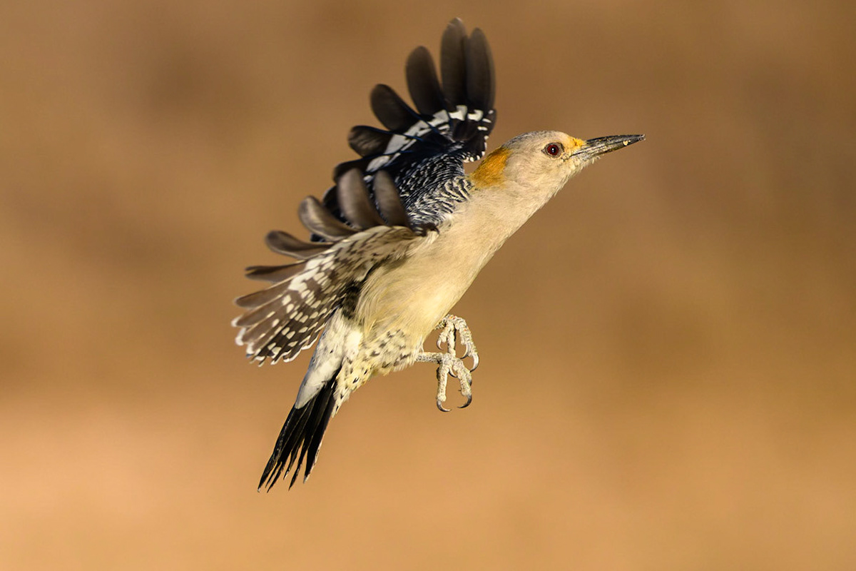 Golden-fronted Woodpecker Melanerpes aurifrons