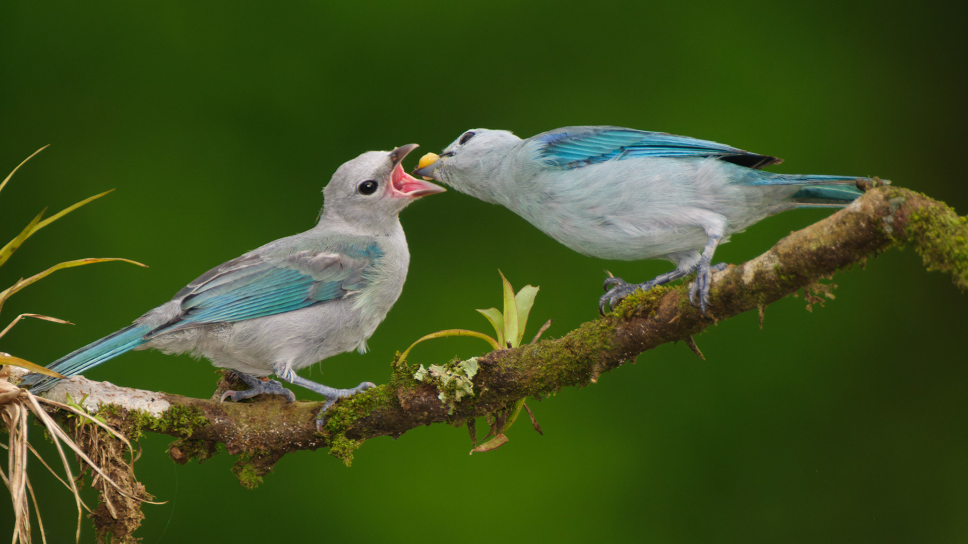 Blue-grey Tanager, Thraupis episcopus