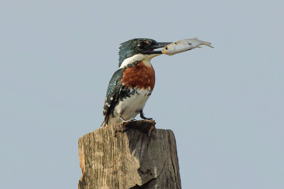 Green Kingfisher, Chloroceryle americana