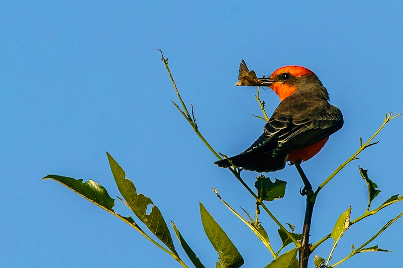 Vermilion Flycatcher, , Pyrocephalus rubinus