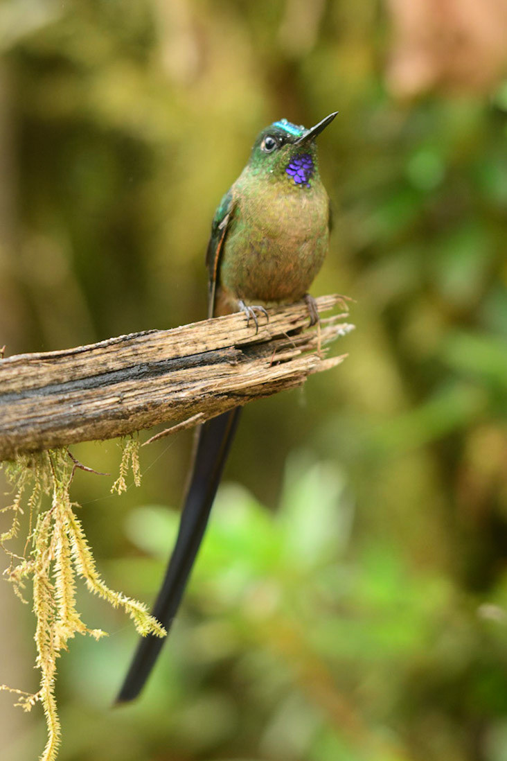Violet-tailed Sylph, Aglaiocercus coelestis