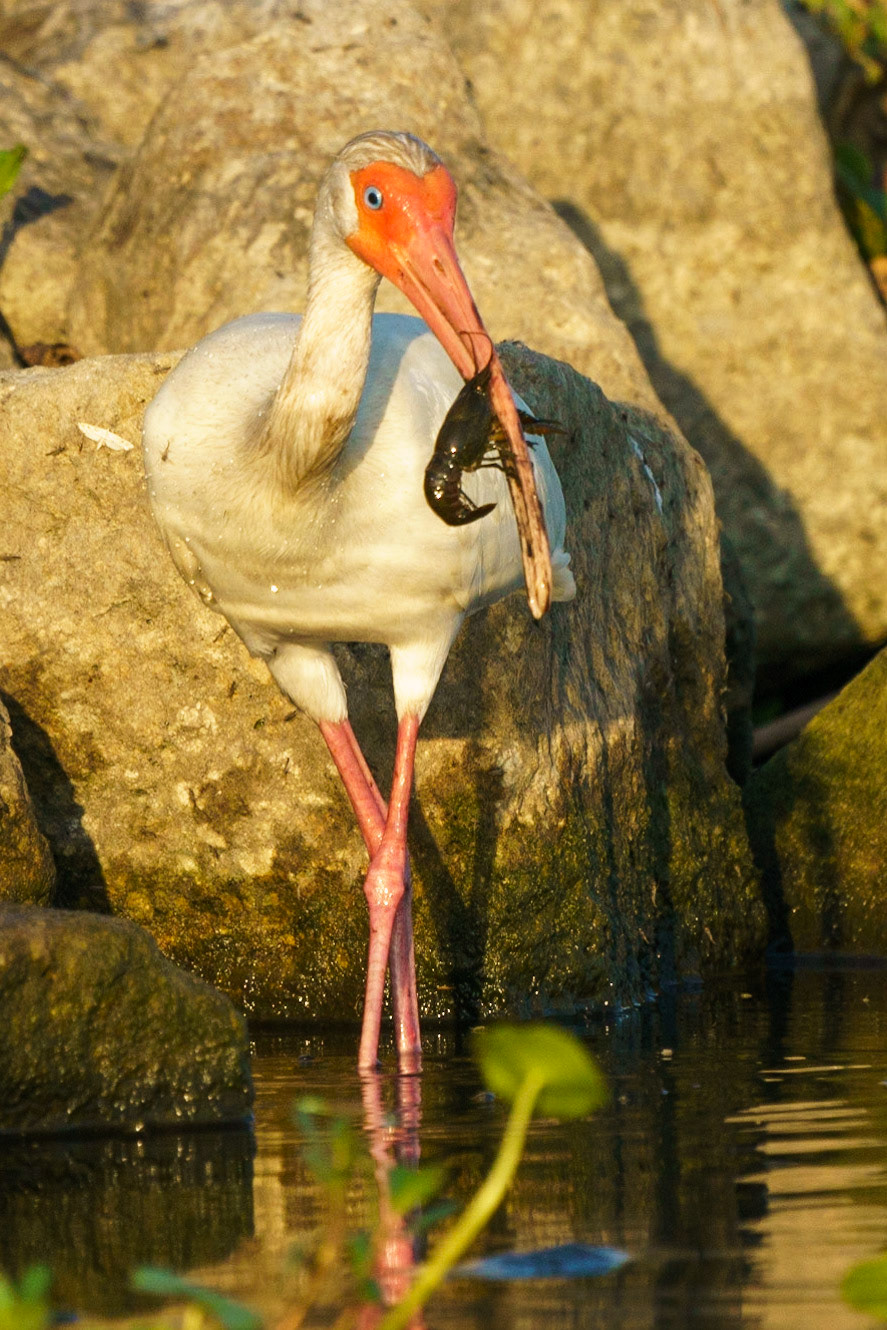 White Ibis, Eudocimus albus