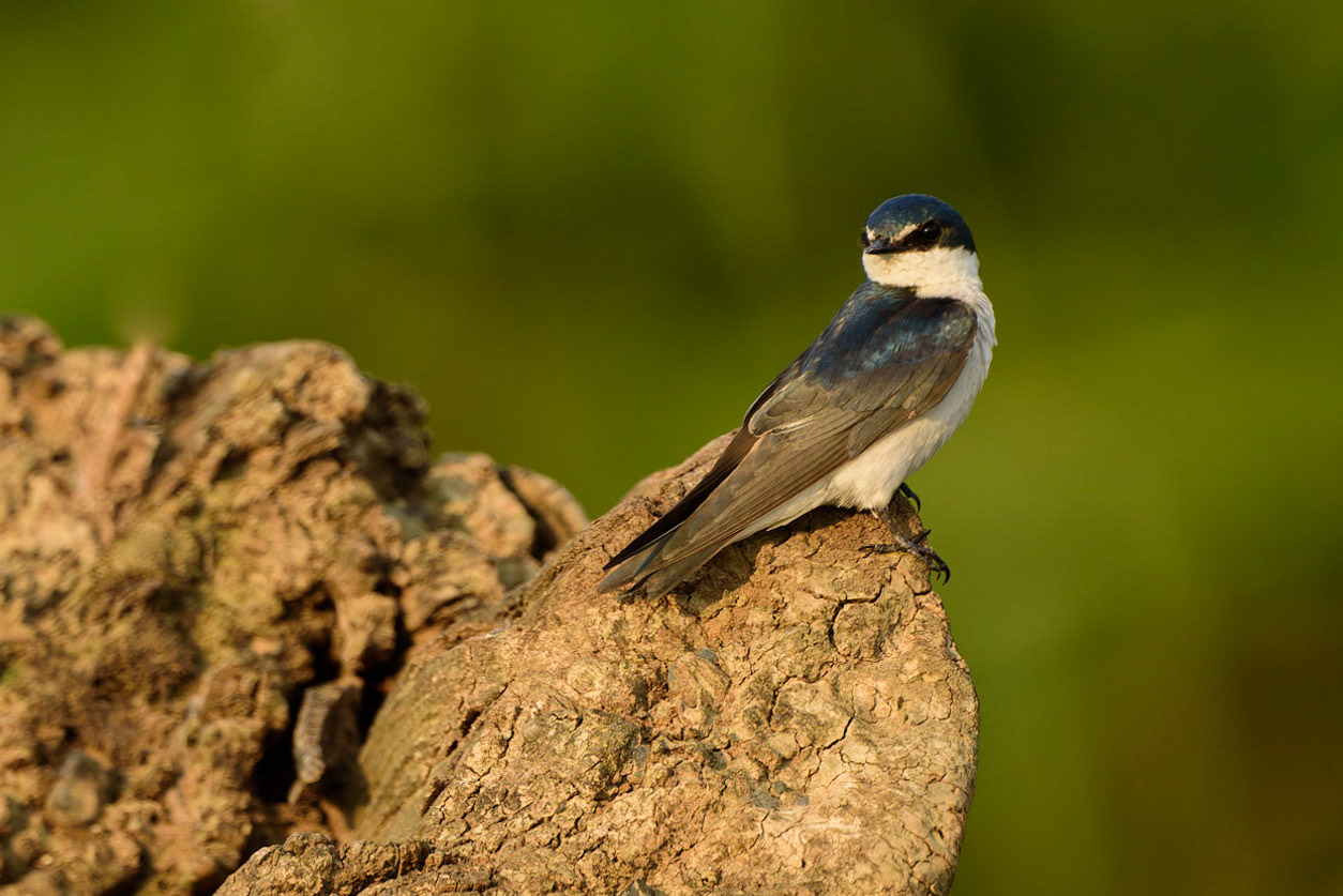 Mangrove Swallow,, Tachycineta albilinea
