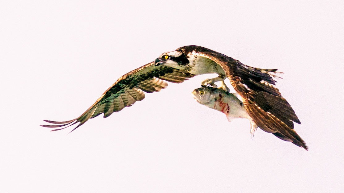 Osprey, Pandion haliaetus
