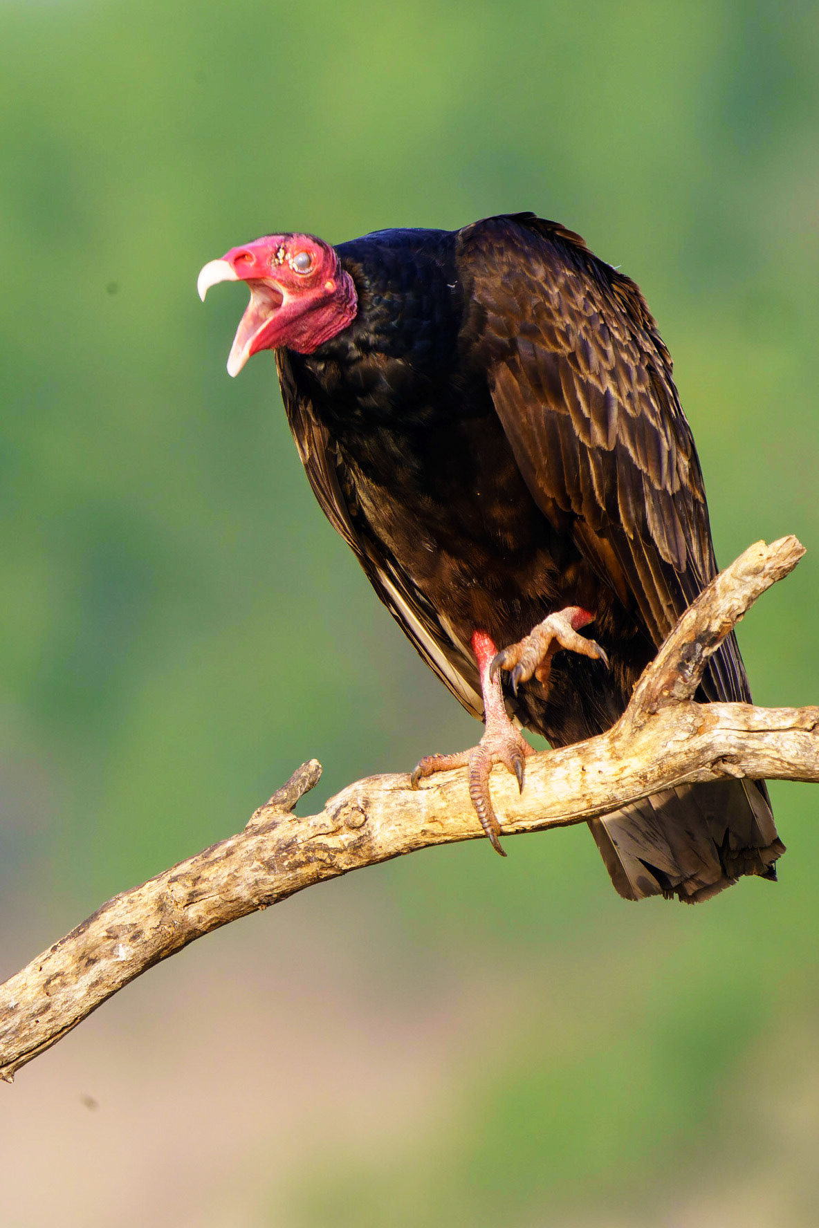 Turkey Vulture, Cathartes aura