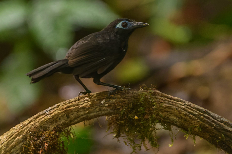 Zeledon's Antbird, Hafferia zeledoni. Formerly Immaculate Antbird