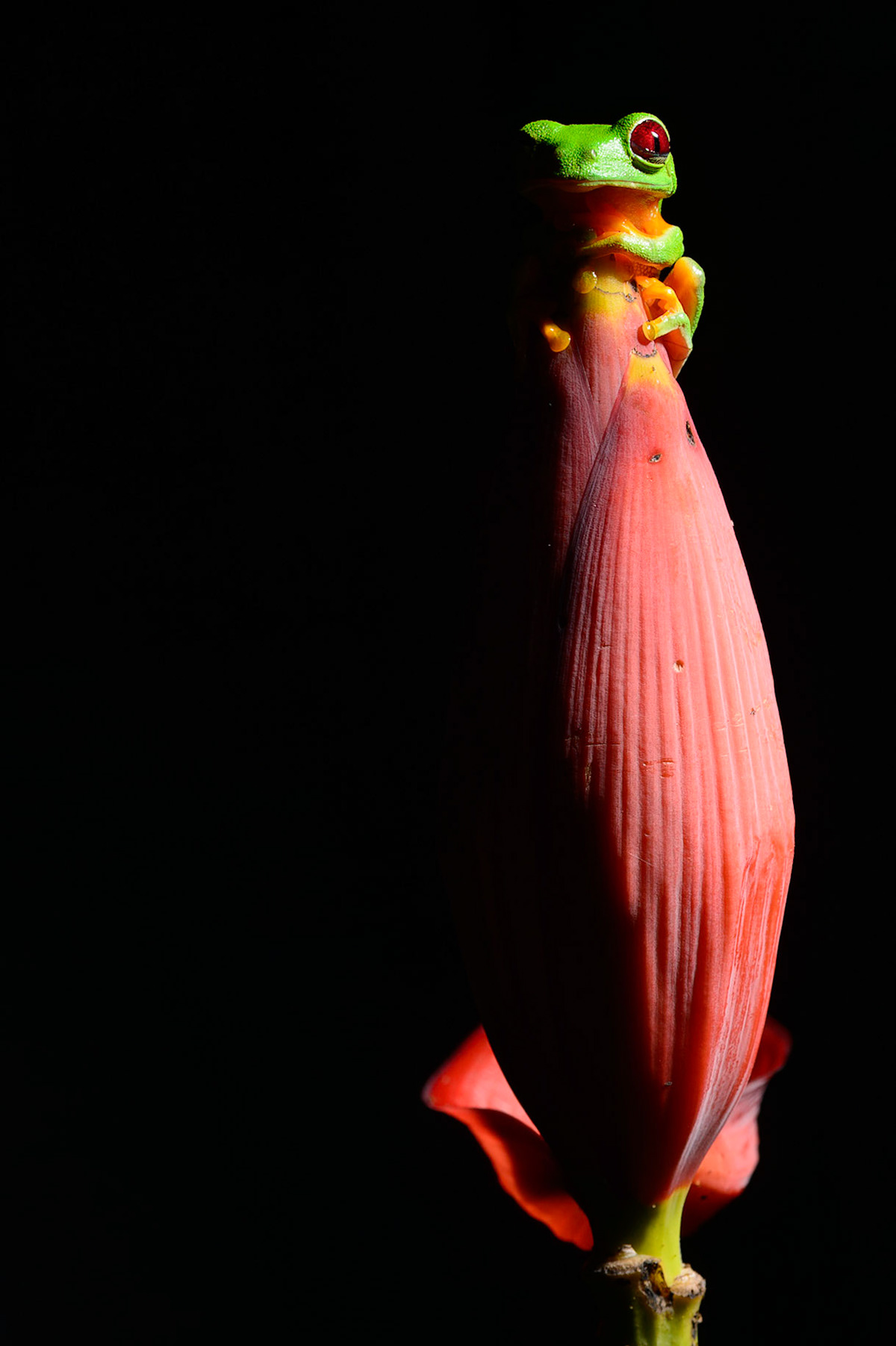 Red-eyed Treefrog, Agalychnis callidryas