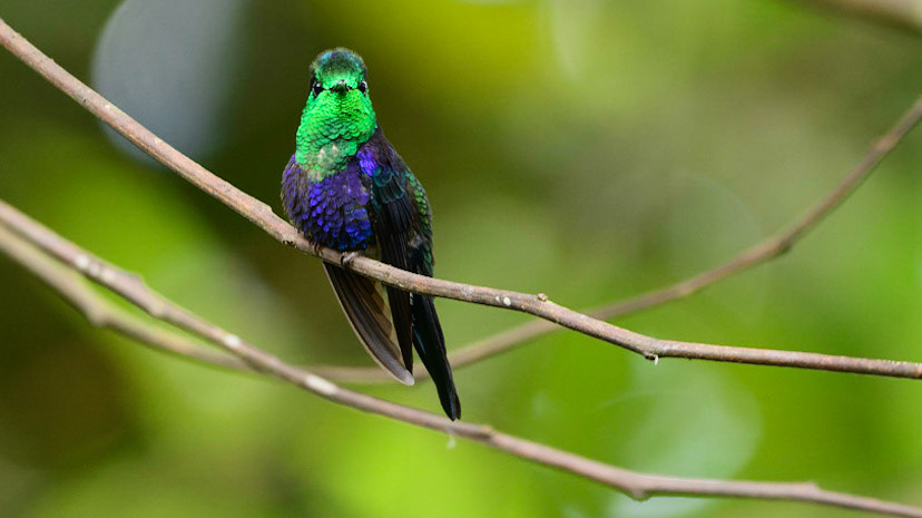 Crowned Woodnymph, Thalurania colombica